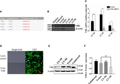 Seven Novel Genes Related to Cell Proliferation and Migration of VHL-Mutated Pheochromocytoma